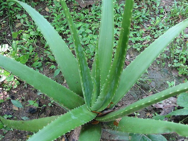 Aloe Vera